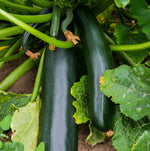 Black Beauty Zucchini Seeds Bush Dark Green Courgette Summer Squash heirloom non-gmo seeds