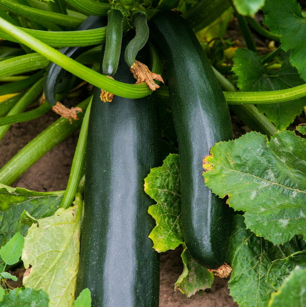 Black Beauty Zucchini Seeds Bush Dark Green Courgette Summer Squash heirloom non-gmo seeds