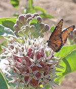 SHOWY MILKWEED Seeds Native Wildflower Container Flower Garden Heat Cold Easy Various Wildflower Species heirloom non-gmo seeds