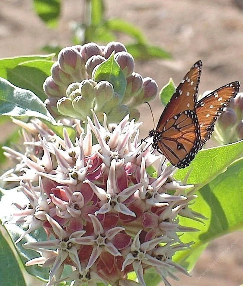 SHOWY MILKWEED Seeds Native Wildflower Container Flower Garden Heat Cold Easy Various Wildflower Species heirloom non-gmo seeds