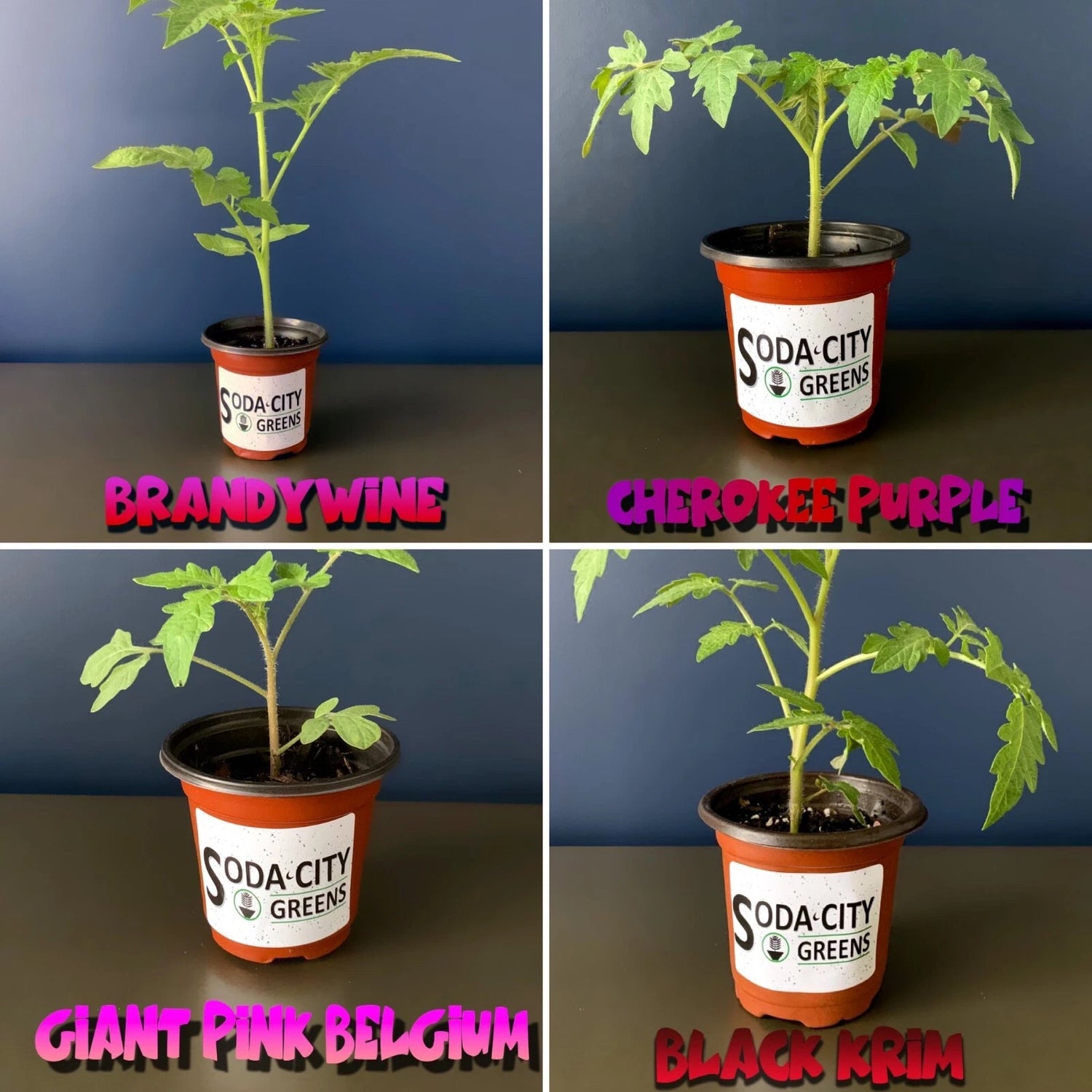Brads Atomic Grape Tomato Seeds – Heirloom, Non-GMO, High Germination Organic Garden Seeds