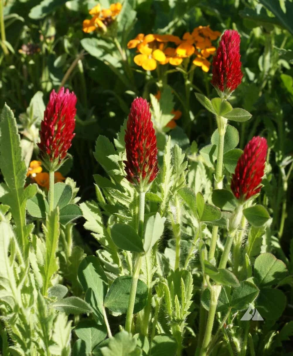 Clover CRIMSON RED Flowers legume adds Nitrogen Pollinators Seeds – Heirloom, Non-GMO, High Germination Organic Garden Seeds