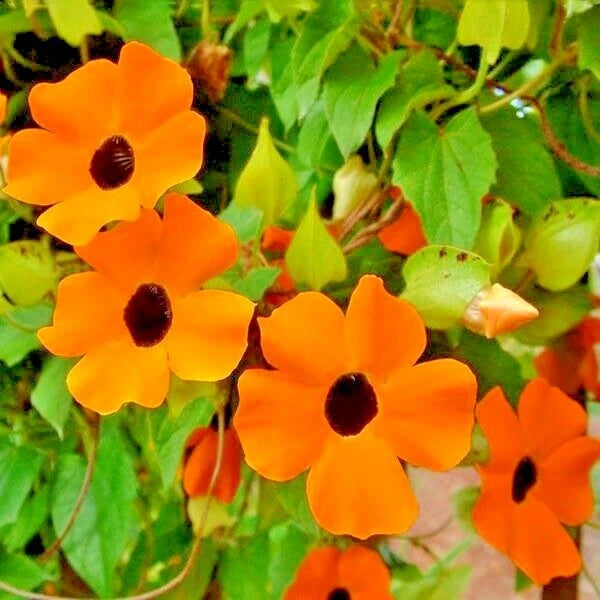 BLACK EYED SUSAN VINE Flower Seeds Flowering Vine Garden Patio Container Easy – Heirloom, Non-GMO, High Germination Organic Garden Seeds
