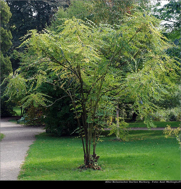Blue Sausage Fruit Decaisnea fargesii Shrub Seeds Fall Color Edible – Heirloom, Non-GMO, High Germination Organic Garden Seeds