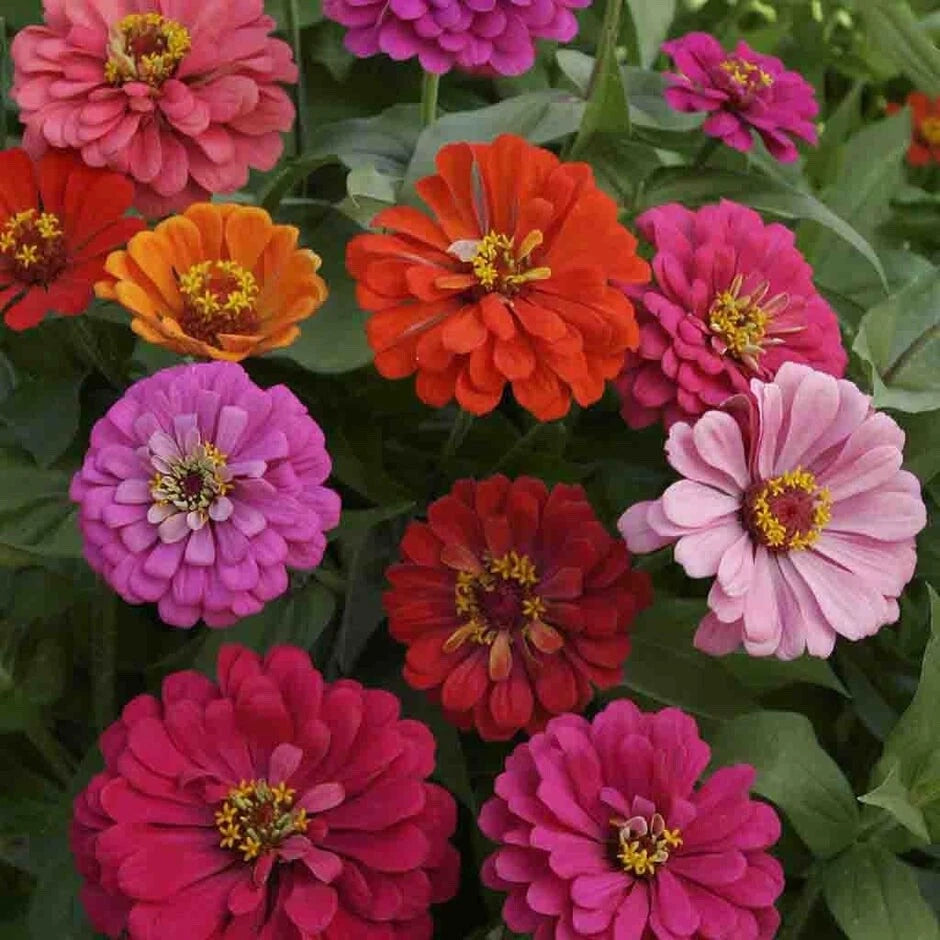 California Giant Zinnia Mix Seeds – Heirloom, Non-GMO, High Germination Organic Garden Seeds
