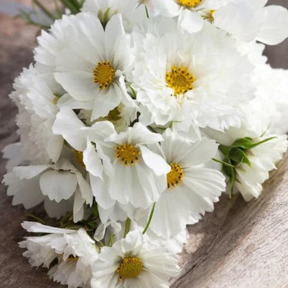 Cosmos WHITE MIX Angel Garden Moon Garden Summer-Fall Blooms Seeds heirloom non-gmo seeds