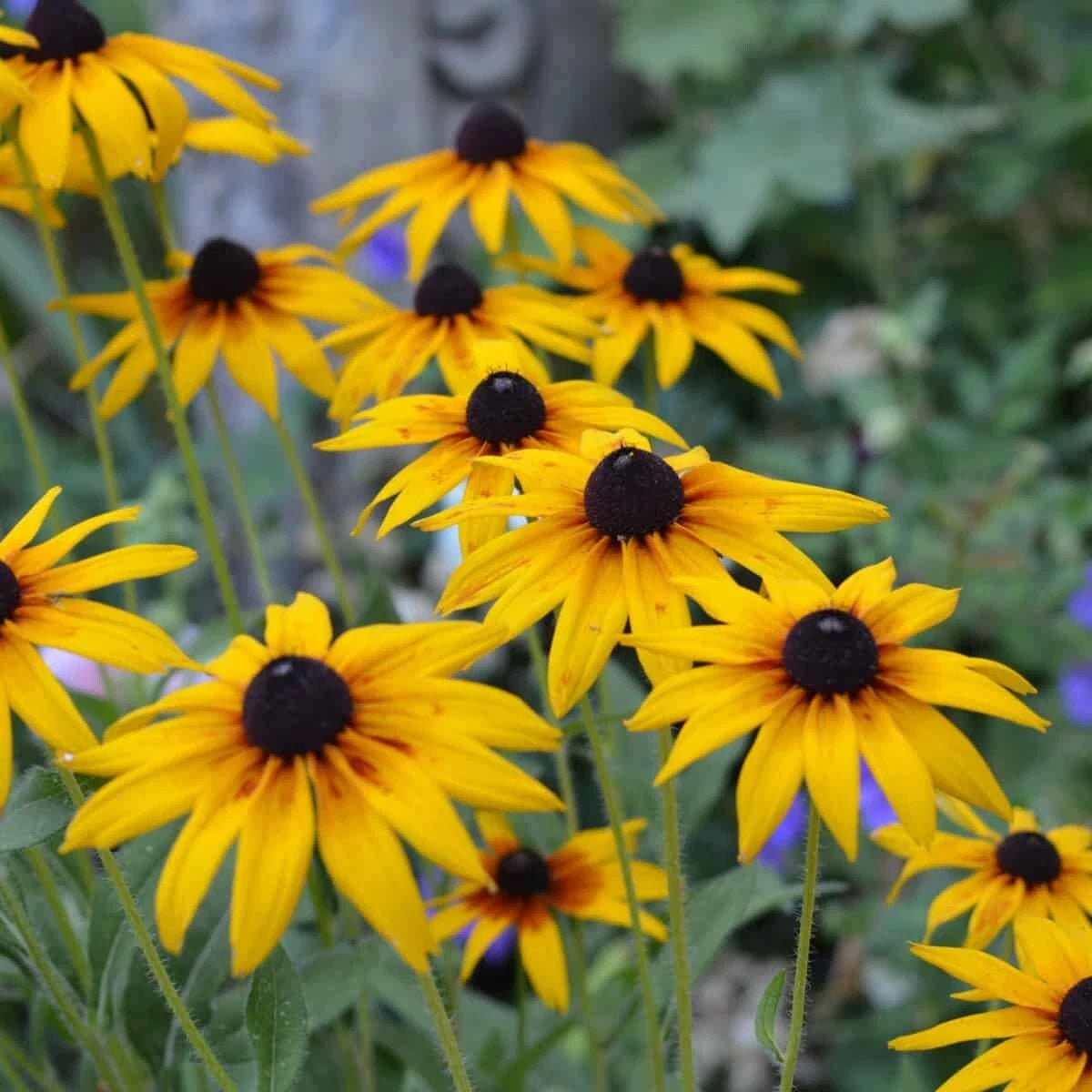 Black Eyed Susan Seeds ------------------ Seeds – Heirloom, Non-GMO, High Germination Organic Garden Seeds