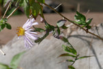 Climbing Aster Seeds Symphyotrichum carolinianum Seeds heirloom non-gmo seeds