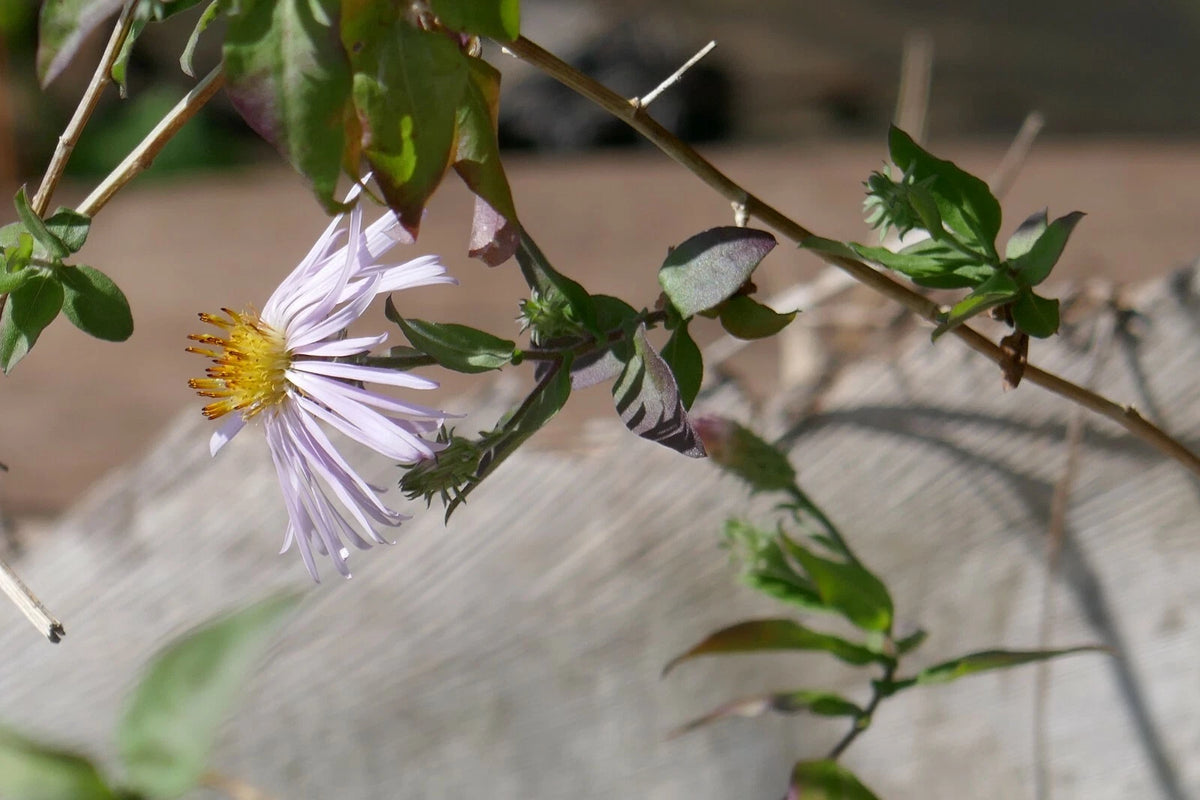Climbing Aster Seeds Symphyotrichum carolinianum Seeds heirloom non-gmo seeds