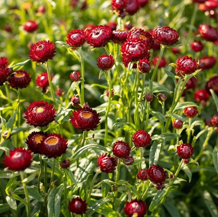 Scarlet Choice Double Strawflower - Seeds - Annual Plant – Heirloom, Non-GMO, High Germination Organic Garden Seeds