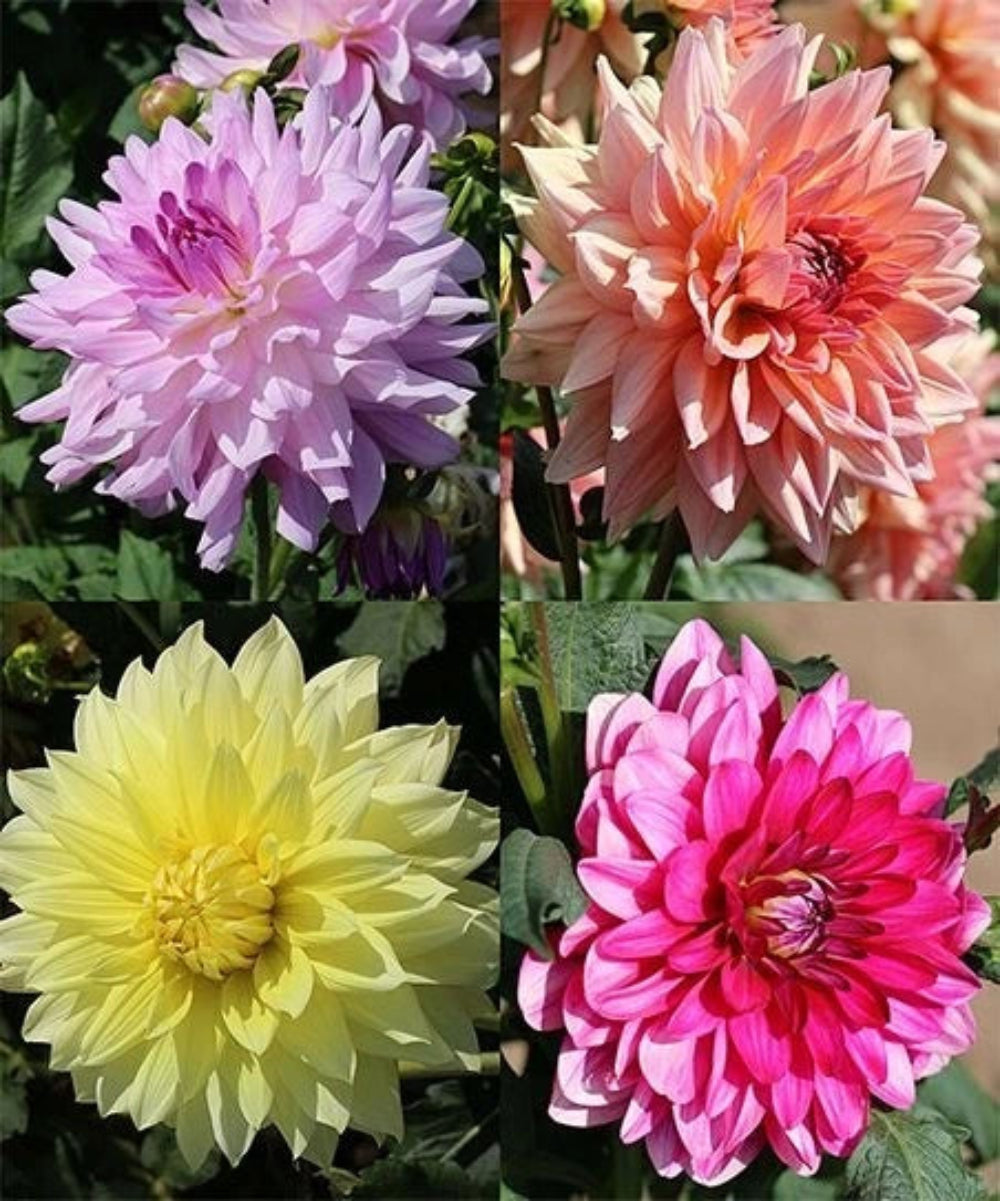 Dinnerplate Mix Dahlia Flower Seeds D082 – Heirloom, Non-GMO, High Germination Organic Garden Seeds