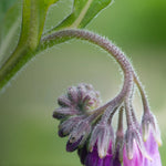 Comfrey - Seeds - Medicinal Herb - GMO Symphytum Officinale heirloom non-GMO seeds