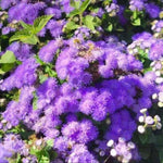 Ageratum Seeds Flossflower Dwarf Blue Mink Houstonianum Blue Mistflower See heirloom non-gmo seeds