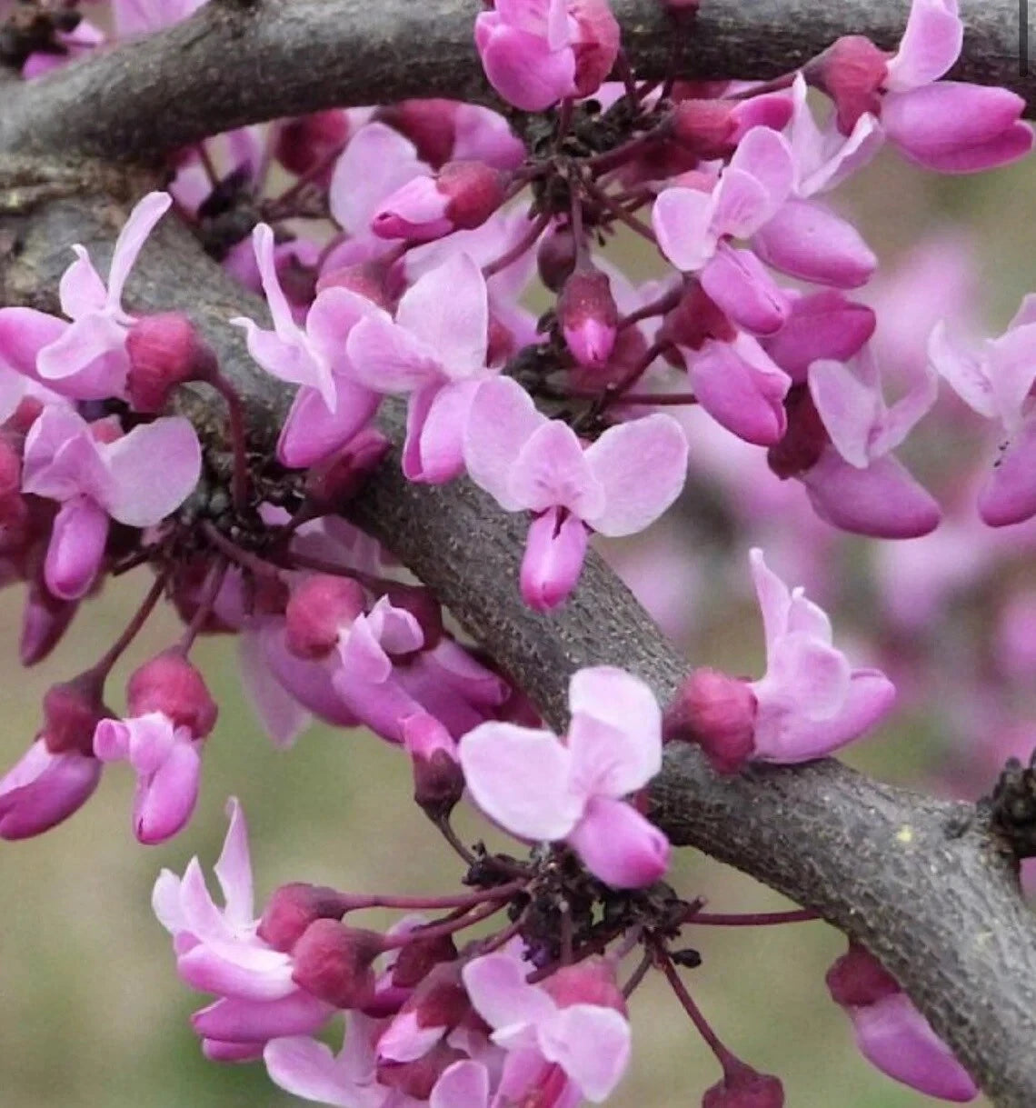 Eastern Redbud Flowers Tree Seeds Cercis Canadens Judas Mediterranean – Heirloom, Non-GMO, High Germination Organic Garden Seeds