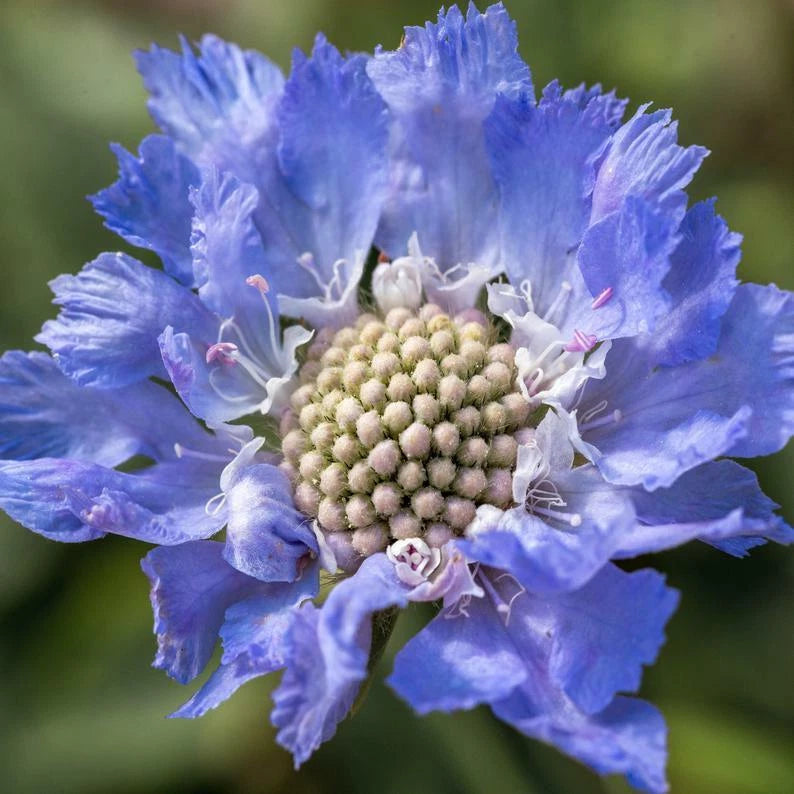 SCABIOSA CLEAR BLUE HARDY OXFORD PERENNIAL FLOWER SEEDS – Heirloom, Non-GMO, High Germination Organic Garden Seeds