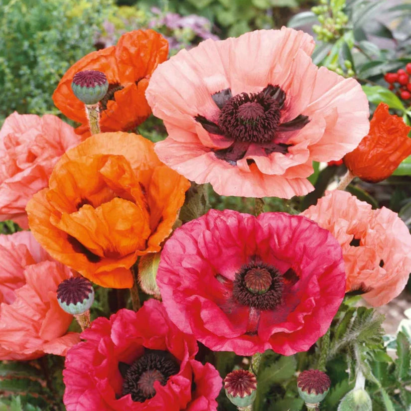 Landscaper s Pack Poppy ORIENTAL Mixed Red Perennial Papaver Seeds heirloom non-GMO seeds