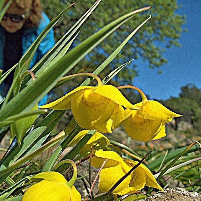 Calochortus amabilis Diogenes Seeds – Heirloom, Non-GMO, High Germination Organic Garden Seeds