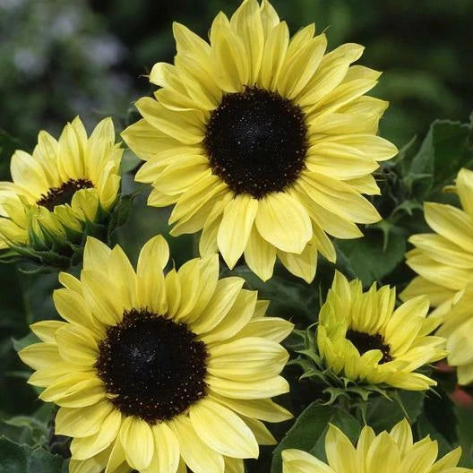 Sunflower MOONSHINE Pale Yellow Glowing Cut Flower Pollinators Seeds Helianthus annuus heirloom non-GMO seeds