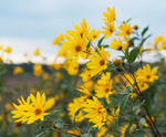 Early Sunflower Seeds Heliopsis helianthoides Ox-Eye Native Perennial Helianthus annuus heirloom non-gmo seeds
