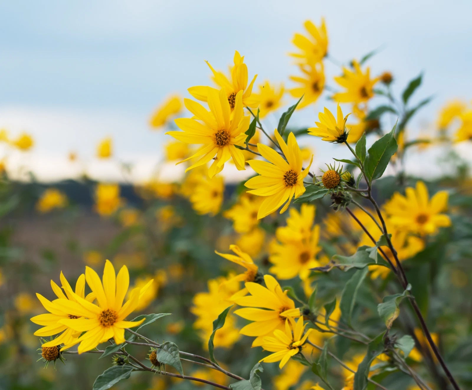 Early Sunflower Seeds Heliopsis helianthoides Ox-Eye Native Perennial Helianthus annuus heirloom non-gmo seeds