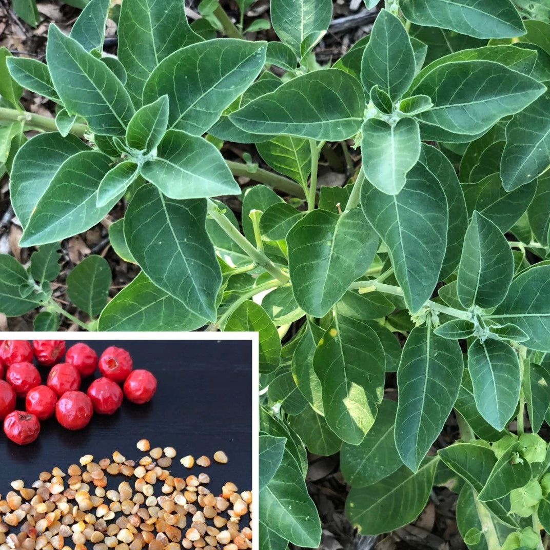Ashwagandha SEEDS Seeds Withania Somnifera Indian Ginseng Ayurvedic Herb heirloom non-GMO seeds