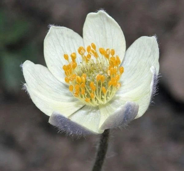 Anemone occidentalis Western Pasqueflower Seeds – Heirloom, Non-GMO, High Germination Organic Garden Seeds