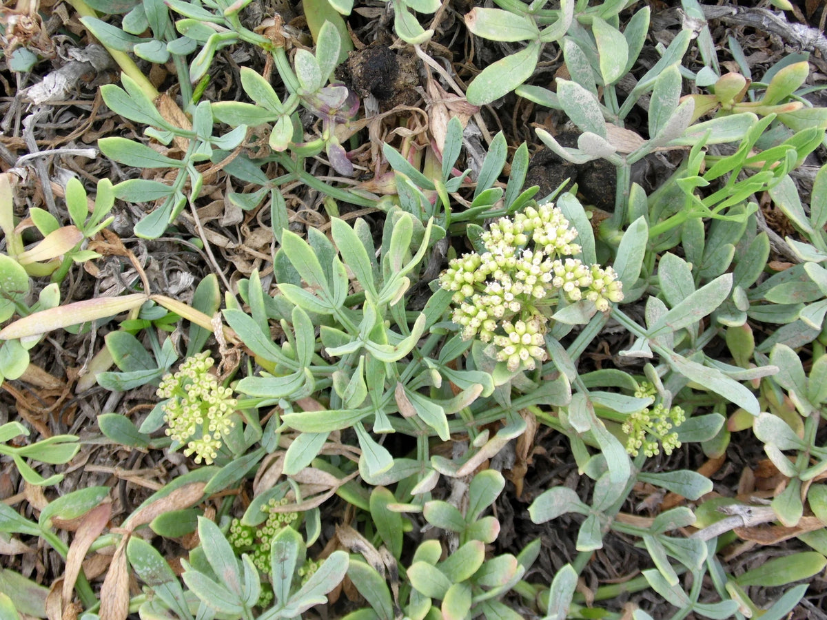 CRITHMUM MARITIMUM Seeds Rock Samphire BULK shipping heirloom non-gmo seeds