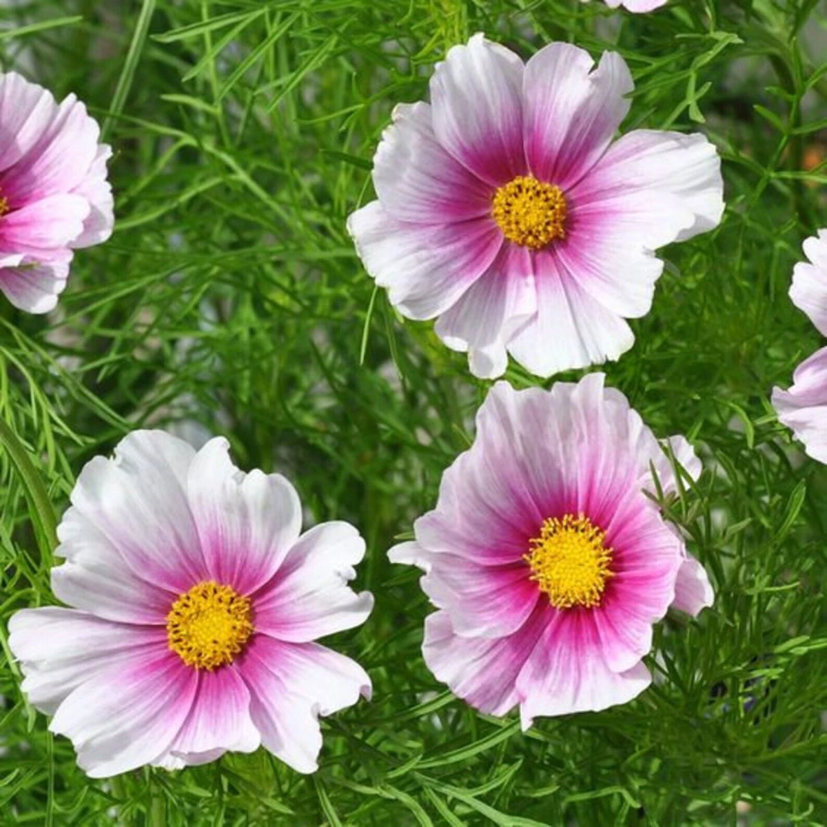 Cosmos Daydream Seeds Ct Flower SELLER SHIPPING BUTTERFLIES heirloom non-GMO seeds