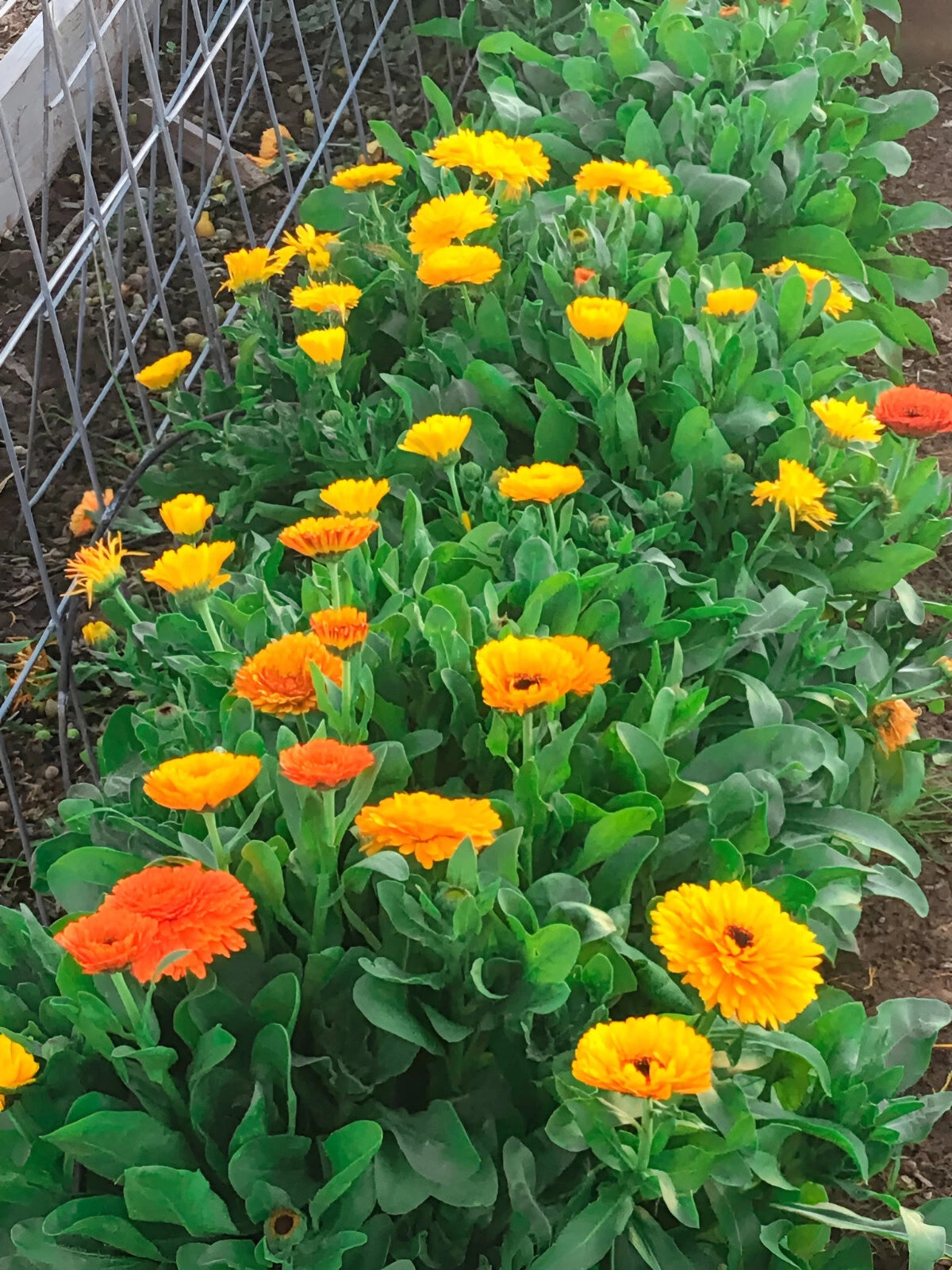 Calendula Seeds - Pacific Beauty Mixture -Gorgeous Orange and Yellow Blooms – Heirloom, Non-GMO, High Germination Organic Garden Seeds