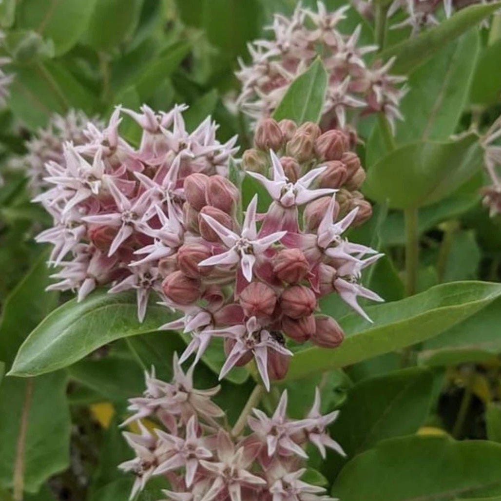 BULK Showy Milkweed Seeds Monarch Butterfly Host Plant Asclepias speciosa heirloom non-gmo seeds