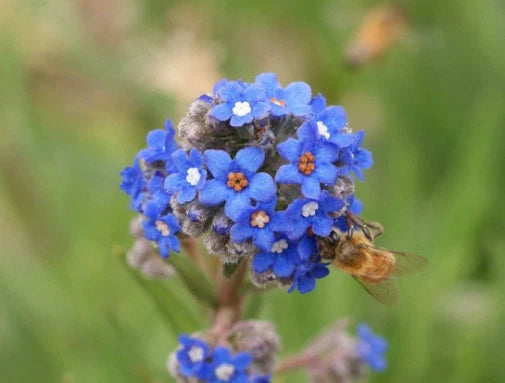 Blue Italian Alkanet Flower Seeds Anchusa Capensis Cape Forget-Me-Not – Heirloom, Non-GMO, High Germination Organic Garden Seeds