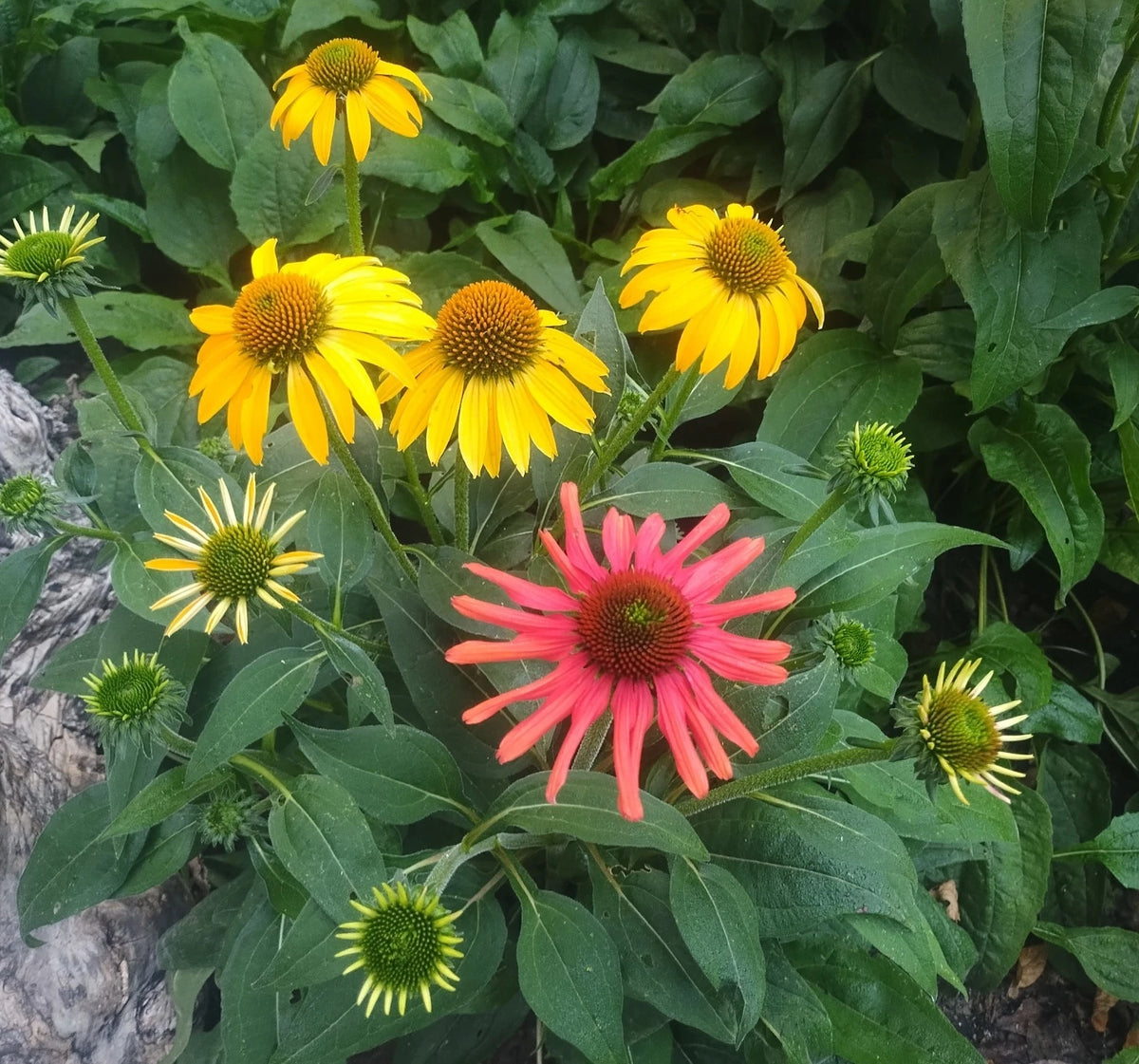 Echinacea Blazin Saddles Cone Flower Seeds Germination Guarantee heirloom non-gmo seeds