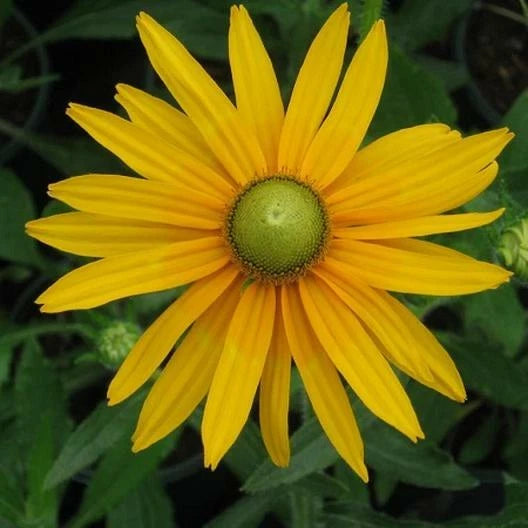 Black Eyed Susan GREEN EYES Rudbeckia Green Center Rare Seeds heirloom non-gmo seeds