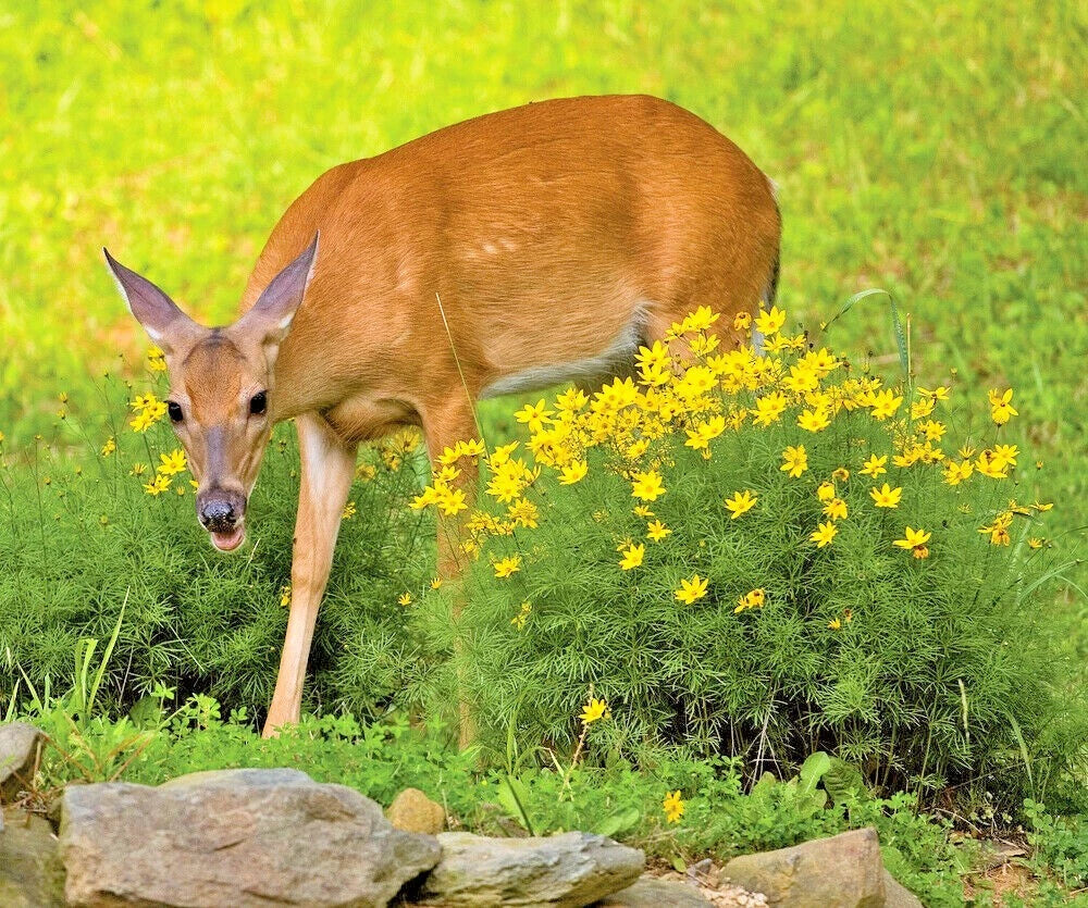 DEER PROOF Native Wildflower Mix Different Flowering Annual Perennial Seeds – Heirloom, Non-GMO, High Germination Organic Garden Seeds