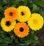 Calendula FIESTA GITANA DWARF Mix Pot Marigold Flowers Edible Seeds heirloom non-gmo seeds