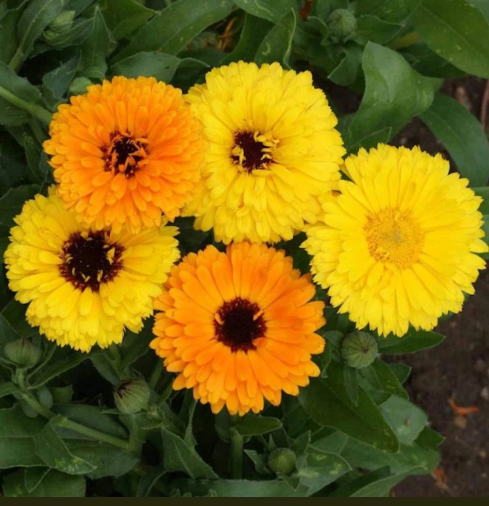 Calendula FIESTA GITANA DWARF Mix Pot Marigold Flowers Edible Seeds heirloom non-gmo seeds