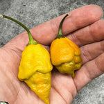 Two yellow peppers held in a hand with a gray background