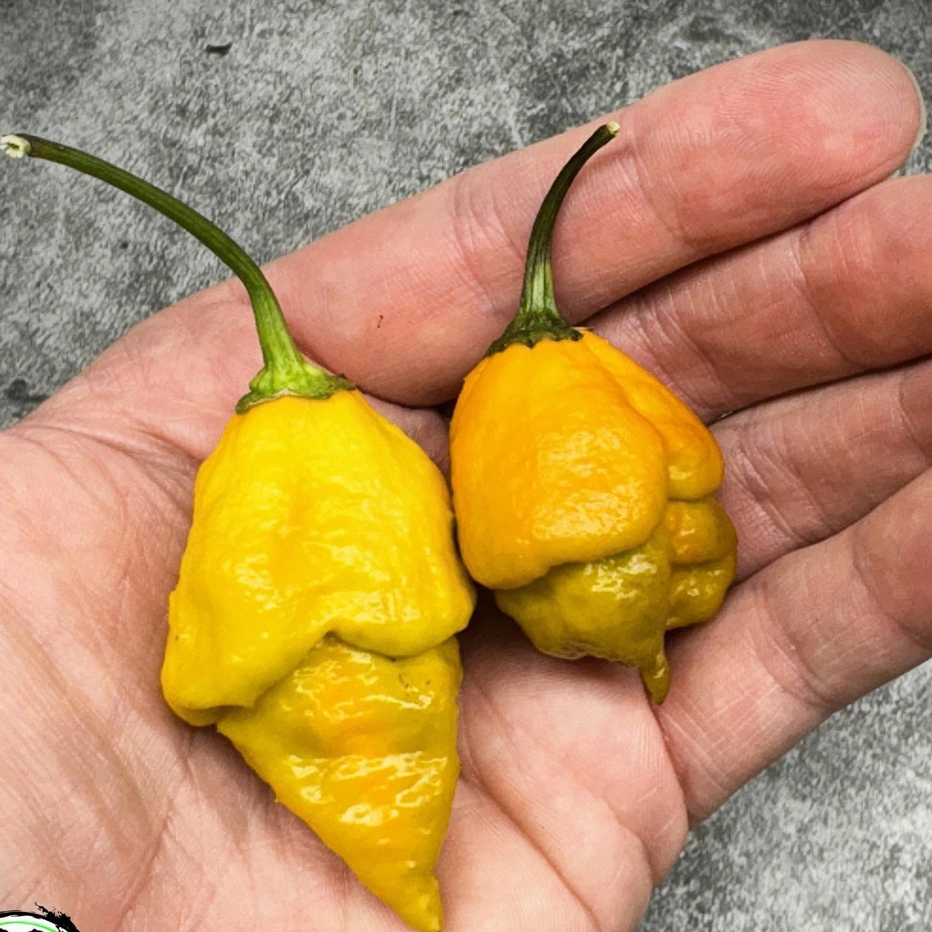 Two yellow peppers held in a hand with a gray background