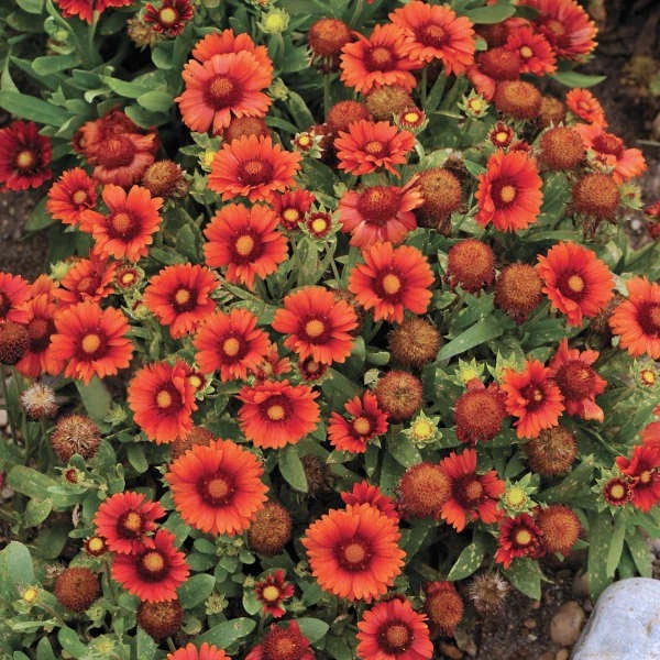 Arizona Red Shades Blanket Flower Seeds The Brooklyn Botanical Gardens Club – Heirloom, Non-GMO, High Germination Organic Garden Seeds