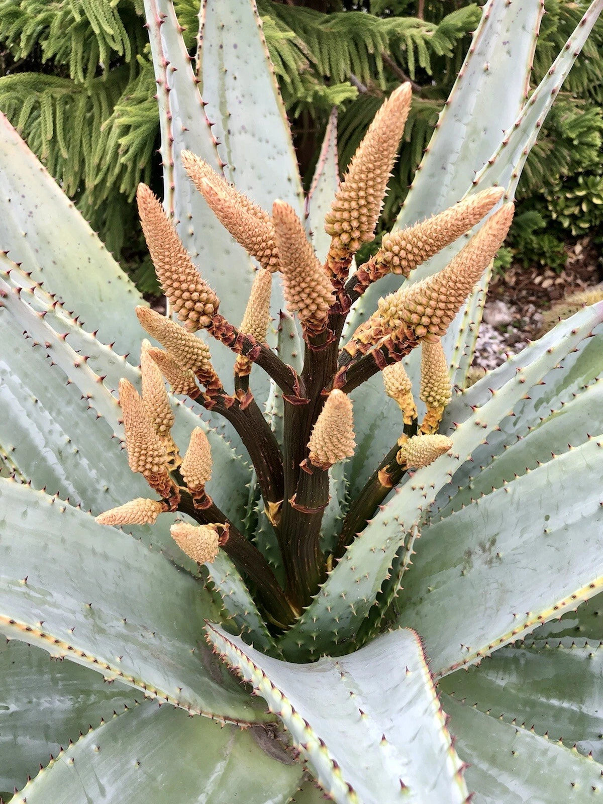 Aloe marlothii Mountain tree Aloe Harvest JUNE Seeds – Heirloom, Non-GMO, High Germination Organic Garden Seeds