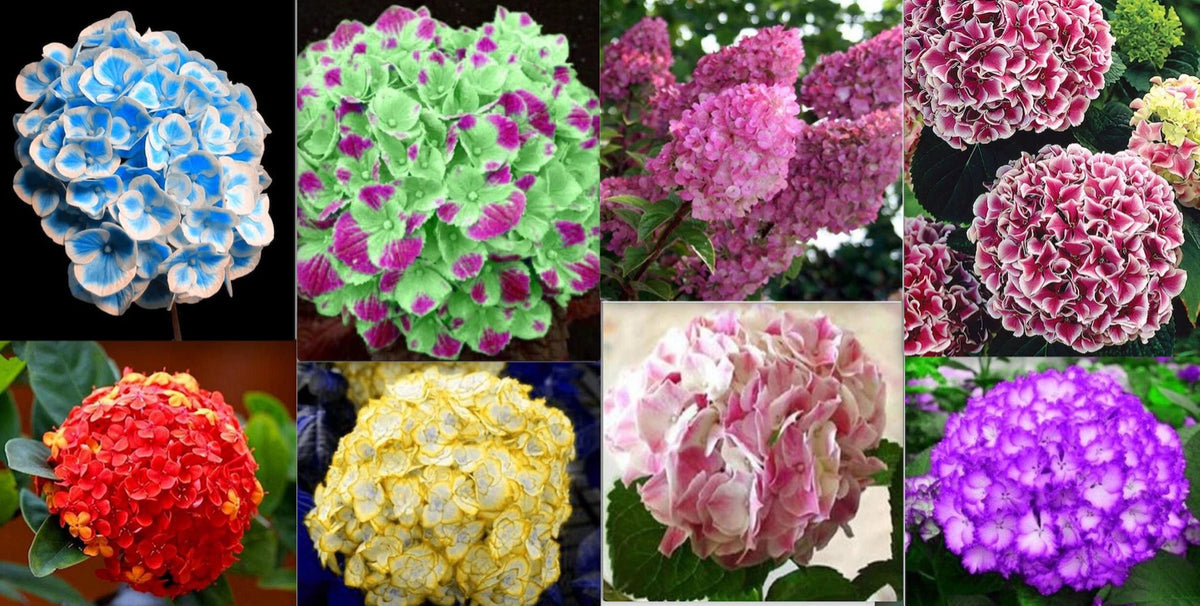 EXOTIC RARE HYDRANGEA SEEDS for garden bloom flower bed plant bush SELLER heirloom non-gmo seeds