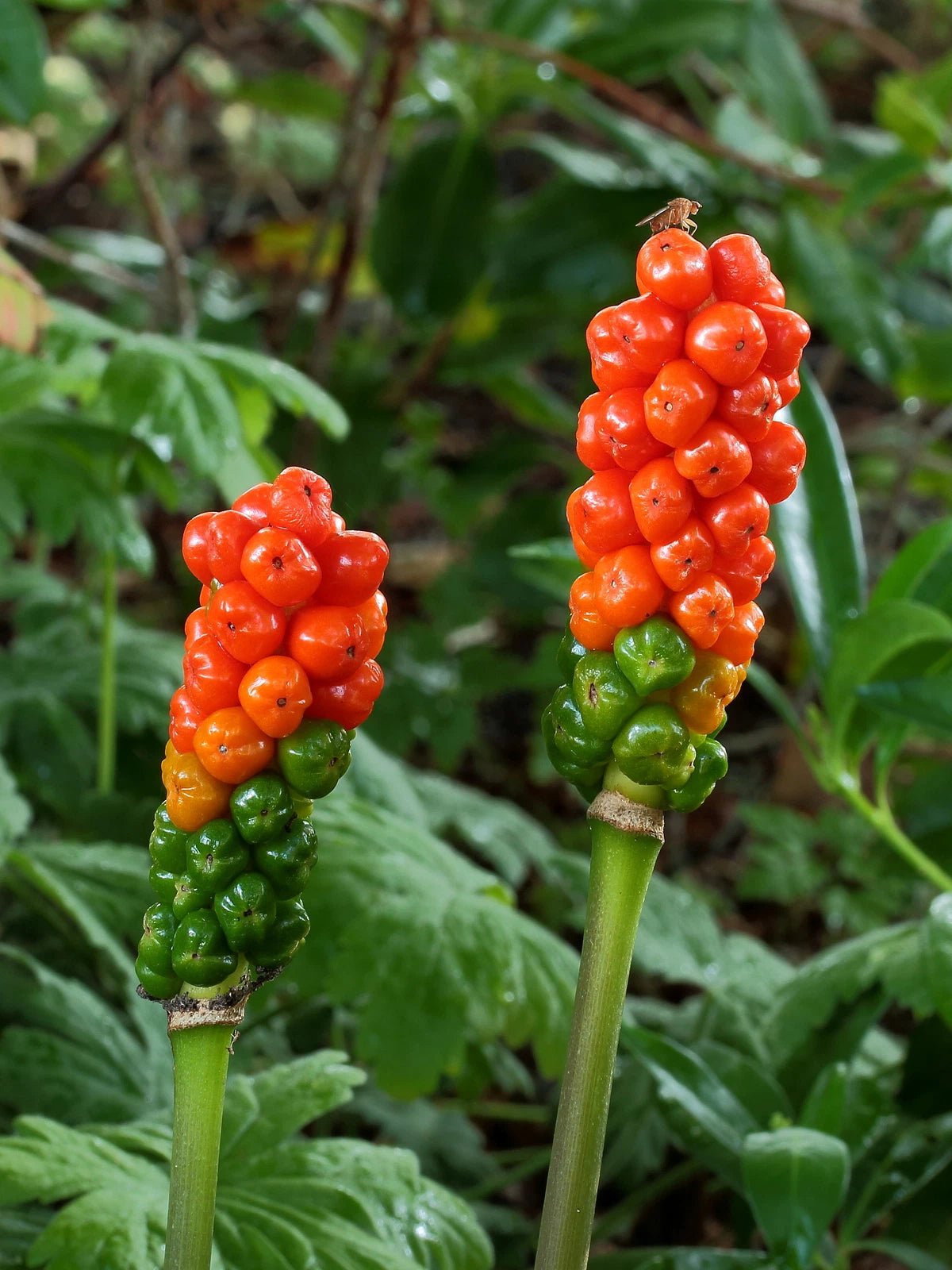 ARUM ITALICUM Seeds Italian Arum shipping Garden seeds heirloom non-gmo seeds