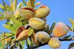 Almond Tree Seeds to Grow Almond Tree heirloom non-gmo seeds