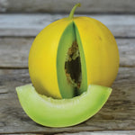 Golden Honeymoon Melon Seeds - Super Sweet - Yellow Rind Green Flesh heirloom non-gmo seeds