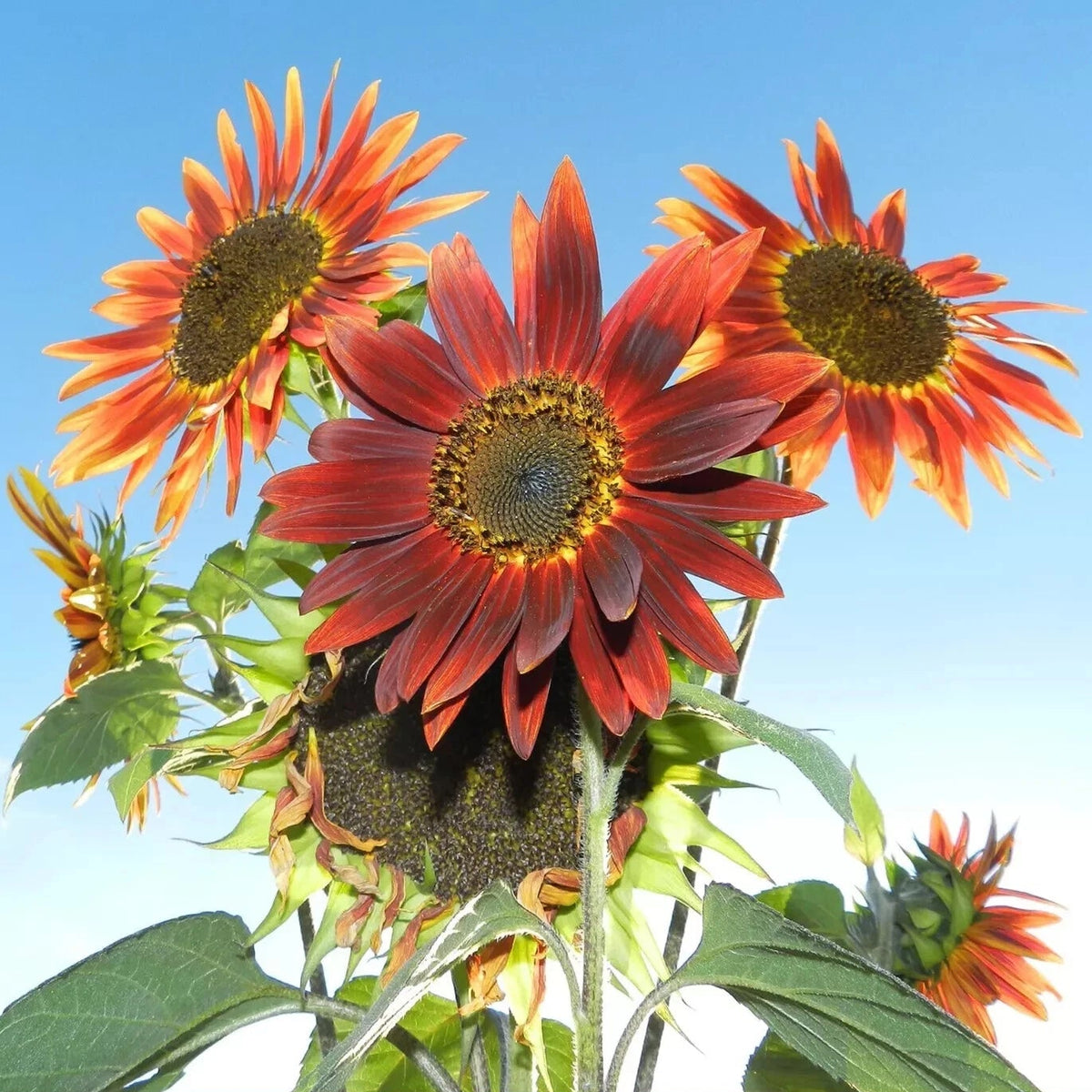 Velvet Queen SunFlower Seeds Easily Grows EveryWhere SHIPPING Helianthus annuus heirloom non-gmo seeds