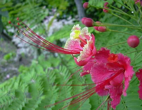 Caesalpinia pulcherrima Pink Peacock Flower Seeds – Heirloom, Non-GMO, High Germination Organic Garden Seeds