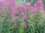 SWEET JOE PYE WEED Flower Seeds Fragrant Native Wildflower Pollinators Easy Various Wildflower Species heirloom non-gmo seeds