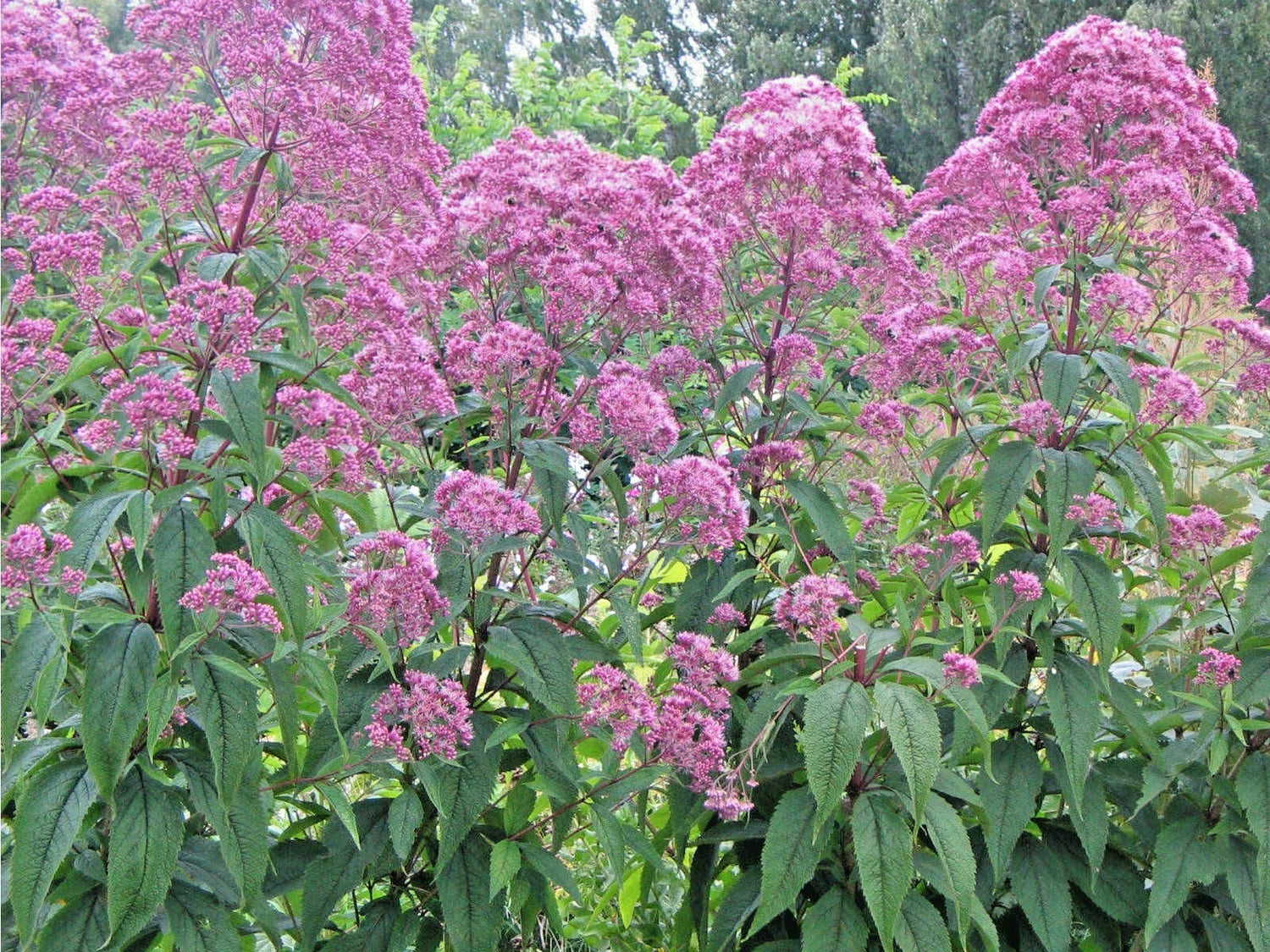 SWEET JOE PYE WEED Flower Seeds Fragrant Native Wildflower Pollinators Easy Various Wildflower Species heirloom non-gmo seeds