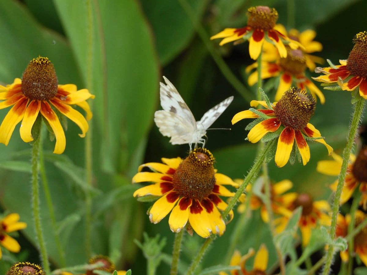 CLASPING Yellow CONEFLOWER Seeds Native Wildflower Pollinators Cut Flowers Various Wildflower Species heirloom non-gmo seeds