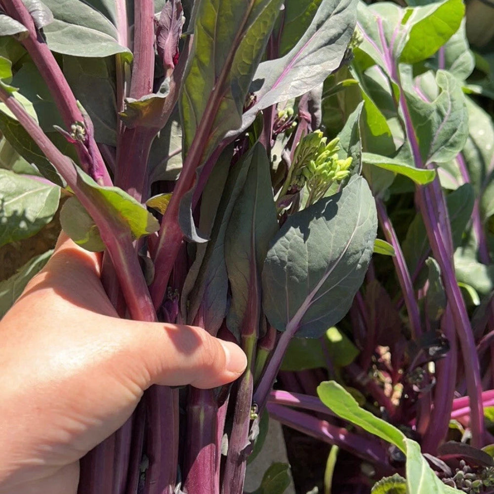 Purple Choy Sum seeds Hon-Tsai Tai Kosaitai Flowering Cabbage  – Heirloom, Non-GMO, High Germination Organic Garden Seeds